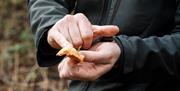 Foraged mushroom with Forage Box