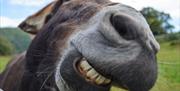 Friendly Donkeys at Parkgate Farm Holidays in Holmrook, Lake District