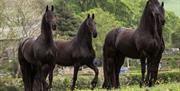 Friesian Horses at Greenbank Farm in Cartmel, Cumbria