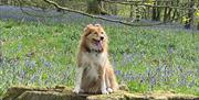 Dog posing for a photo with bluebells near Shepherd's View at Dufton Barn Holidays in Appleby-in-Westmorland, Cumbria