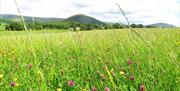 Wildflower field near Shepherd's View at Dufton Barn Holidays in Appleby-in-Westmorland, Cumbria