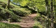 Woodland walks near Shepherd's View at Dufton Barn Holidays in Appleby-in-Westmorland, Cumbria