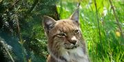 Lynx at The Lake District Wildlife Park in Bassenthwaite, Lake District