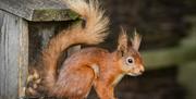 Red Squirrel near The Green Cumbria in Ravenstonedale, Cumbria