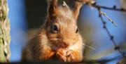 Red Squirrels at Flusco Wood Holiday Lodges in Cumbria