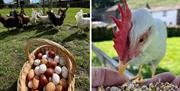 Friendly hens at Mosedale End Farm