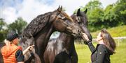 Visitors and Horses at The Friesian Experience at Greenbank Farm in Cartmel, Cumbria