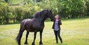 Visitor and Horse at The Friesian Experience at Greenbank Farm in Cartmel, Cumbria
