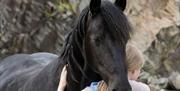 Visitor and Horse at The Friesian Experience at Greenbank Farm in Cartmel, Cumbria