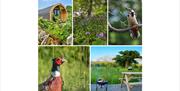 Photo Collage of Nature and Wildlife at Garthside Farm Holidays in Brampton, Cumbria