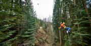 Visitor Ziplining through the Forest at Go Ape in Grizedale Forest in the Lake District, Cumbria