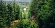 Perspective from the Forest Zipline at Go Ape in Grizedale Forest in the Lake District, Cumbria