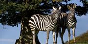 Zebras at The Lake District Wildlife Park in Bassenthwaite, Lake District