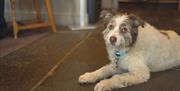 Dog at The Howard Arms in Brampton, Cumbria