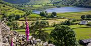 Wildflowers with a View of Ullswater and the Patterdale Valley in the Background, Seen on a Walking Holiday from The Carter Company in the Lake Distri