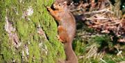 Red Squirrels at Hartsop Fold Holiday Lodges in Patterdale, Lake District