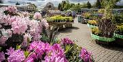 Outdoor Plants at Hayes Garden World in Ambleside, Lake District