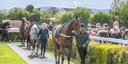 Horses and handlers at a showing at Carlisle Racecourse in Carlisle, Cumbria