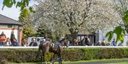 Horses and handlers at a showing at Carlisle Racecourse in Carlisle, Cumbria
