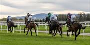 Racehorses and jockeys racing at Carlisle Racecourse in Carlisle, Cumbria