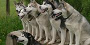 Meet the Pack at Horse and Husky in Millom, Cumbria