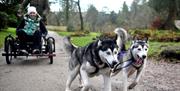 Dry-Land-Mushing with Horse and Husky in Millom, Cumbria