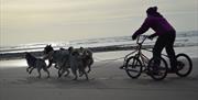 Dry-Land-Mushing with Horse and Husky in Millom, Cumbria
