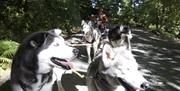 The Huskies at Horse and Husky in Millom, Cumbria
