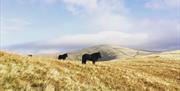Howgill Fell Ponies