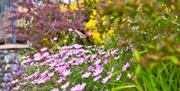 Garden flowers - Apartment 10 - Howgills Apartments