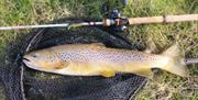 Fish caught on a fishing trip with West Pennine Angling Solutions in the Lake District, Cumbria