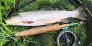 Fish caught on a fishing trip with West Pennine Angling Solutions in the Lake District, Cumbria