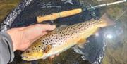 Fish caught on a fishing trip with West Pennine Angling Solutions in the Lake District, Cumbria