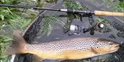 Fish caught on a fishing trip with West Pennine Angling Solutions in the Lake District, Cumbria
