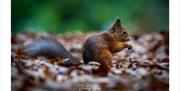 Red Squirrel by Jonny Gios Photography