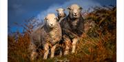 Herdwick Sheep photo by Jonny Gios Photography