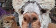 Close-up photo of an alpaca from King Garth Alpacas in Burgh-on-Sands, Cumbria