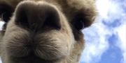 Close-up photo of an alpaca from King Garth Alpacas in Burgh-on-Sands, Cumbria