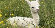 Alpaca from King Garth Alpacas in Burgh-on-Sands, Cumbria