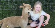 Visitor with an alpaca from King Garth Alpacas in Burgh-on-Sands, Cumbria