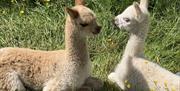 Alpacas from King Garth Alpacas in Burgh-on-Sands, Cumbria