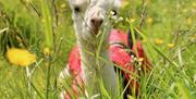 Alpaca in the fields at King Garth Alpacas in Burgh-on-Sands, Cumbria