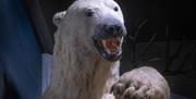 Life-sized polar bear at Kendal Museum in Kendal, Cumbria