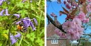 Flowers and bees around Keepers Cottage in Ivegill, Cumbria