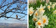 Flowers and wildlife at Keepers Cottage in Ivegill, Cumbria