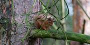 Red squirrel at Keepers Cottage in Ivegill, Cumbria