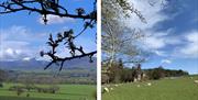 Scenic views and sheep at Keepers Cottage in Ivegill, Cumbria