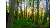 Woodland walks near Keepers Cottage in Ivegill, Cumbria