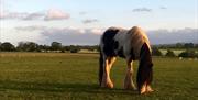 Horse grazing in a field at Keepers Cottage in Ivegill, Cumbria