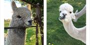 Alpacas from King Garth Alpacas in Burgh-on-Sands, Cumbria